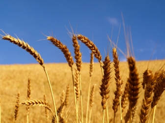 Высокие цены на зерно помогли ООО Agerona увеличить прибыль в пять раз , vysokiie-tsieny-na-zierno-pomoghli-ooo-agerona-uvi-fg-1.jpg
